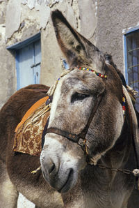 Close-up of horse