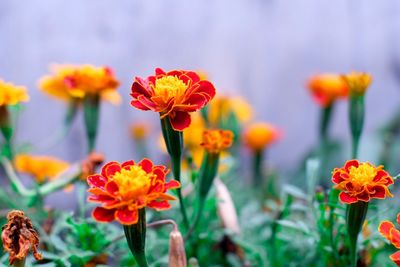 Close-up of flowers blooming outdoors