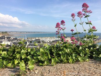 Flowering plants by sea against sky