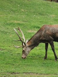 Deer in a field