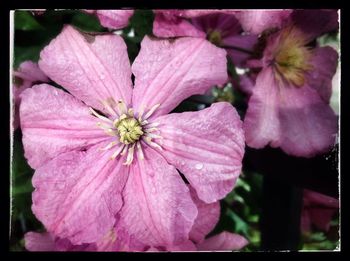 Close-up of pink flower