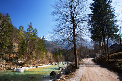 Rear view of man walking on footpath amidst trees in forest