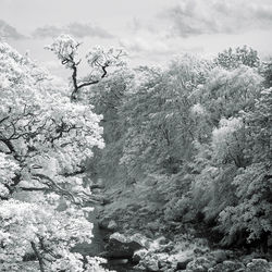Scenic view of rocks by trees against sky