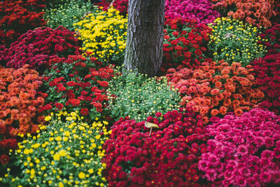 Multi colored flowers blooming outdoors