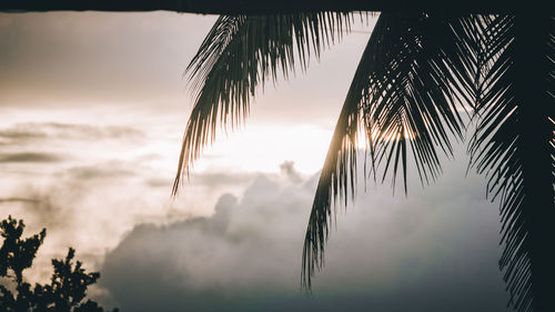 Low angle view of coconut palm trees against sky during sunset