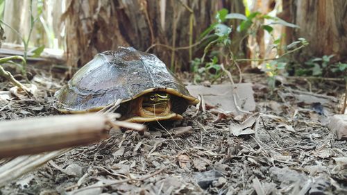 Close-up of a turtle in the field