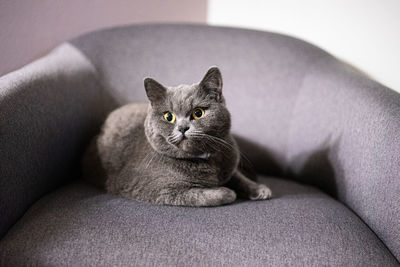Portrait of cat relaxing on sofa
