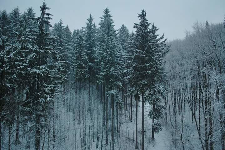 tree, winter, cold temperature, snow, tranquility, water, tranquil scene, lake, beauty in nature, scenics, season, reflection, nature, bare tree, weather, waterfront, forest, frozen, clear sky, non-urban scene