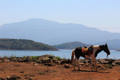 Horse standing in mountains against clear sky