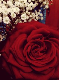 Close-up of red rose