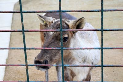 Portrait of horse in cage