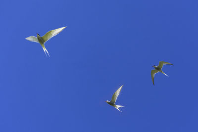 Low angle view of a bird flying