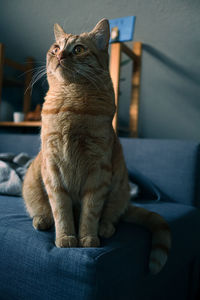 Cat sitting on sofa at home