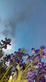 Low angle view of flowering plant against sky