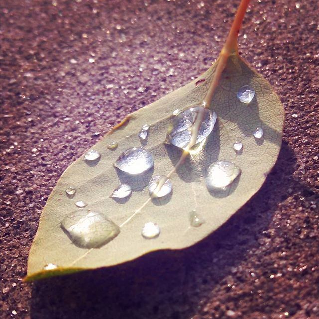 close-up, high angle view, wet, still life, drop, water, leaf, single object, no people, freshness, day, textured, outdoors, table, selective focus, street, nature, focus on foreground, fragility, metal