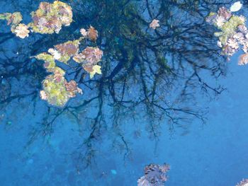 Reflection of trees in lake