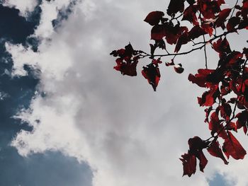 Low angle view of red flowers against cloudy sky