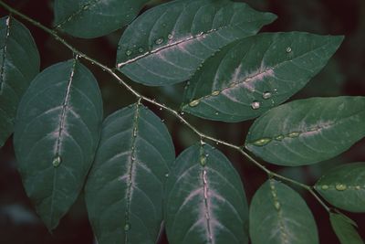 Close-up of water drops on leaves