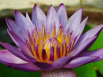 Close-up of purple water lily in pond