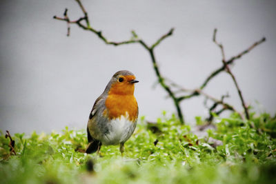 Close-up of bird perching on a field