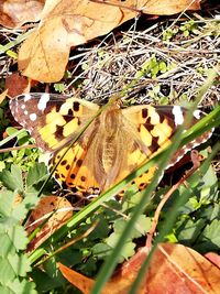Close-up of butterfly on dry leaves