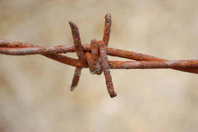 Close-up of rusty barbed wire