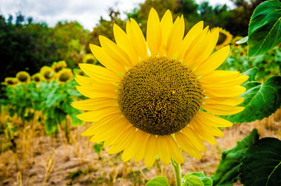 Close-up of sunflower in field