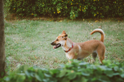 Side view of dog on field