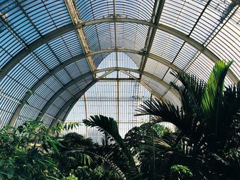 Palm trees in greenhouse
