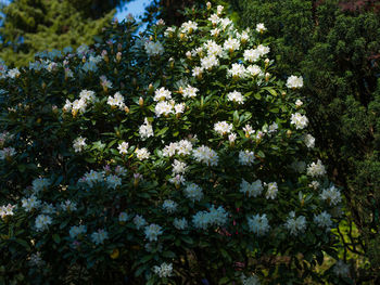 White flowering tree in park