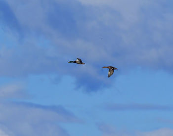 Low angle view of birds flying in sky