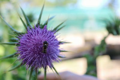 Close-up of honey bee on purple flower