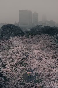 High angle view of flowers blooming on tree in city
