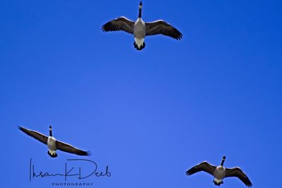 Low angle view of bird flying against clear blue sky