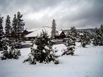 Trees on snow covered field against sky