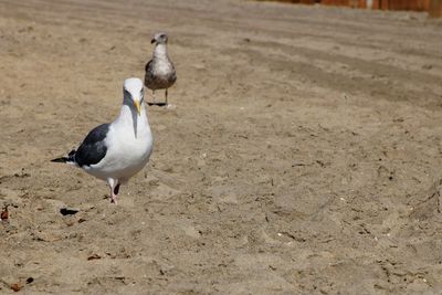 Seagulls on sand