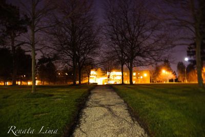 Illuminated bare trees at night