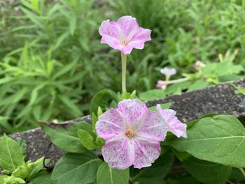 Close-up of pink flowering plant