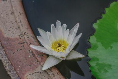 High angle view of water lily in pond
