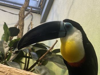 toucan