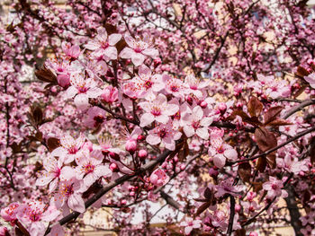 Low angle view of cherry blossom tree