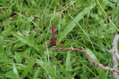 Close-up of insect on plant