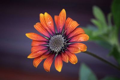 African daisy