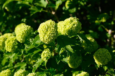 Close-up of green flowering plant