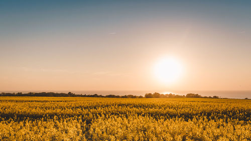 Scenic view of field against sky during sunset