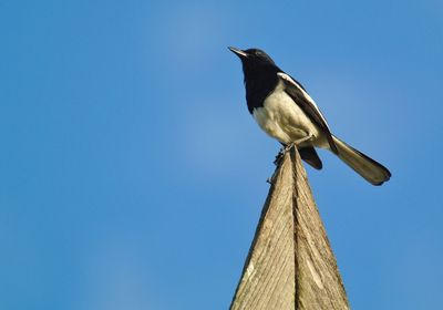 Low angle view of bird perching on roof against clear sky