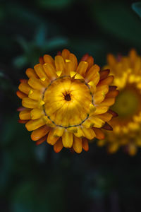 Close-up of yellow flowering plant