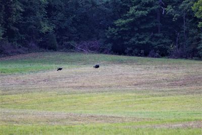 View of birds on grassy field