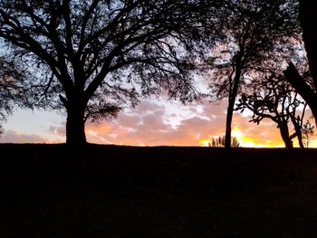 Silhouette trees on field against sky during sunset