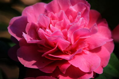 Close-up of pink flower blooming outdoors